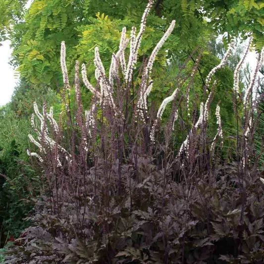 Black Negligee Snakeroot