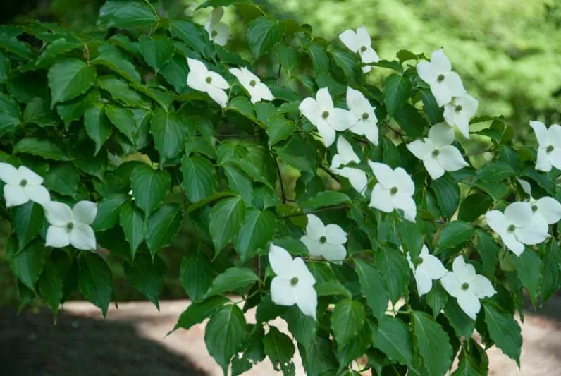 White Kousa Dogwood