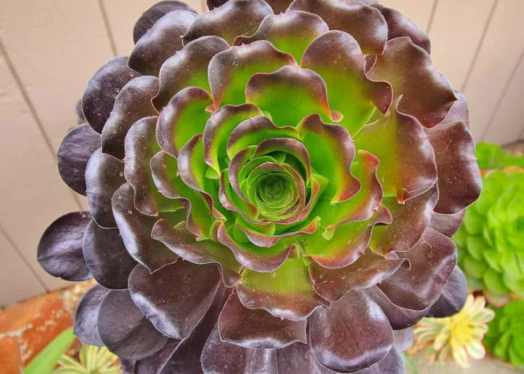 Cyclops Aeonium