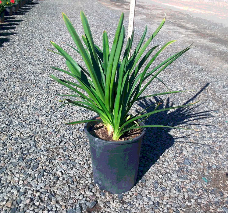 Blue Lily of the Nile (Agapanthus africanus)