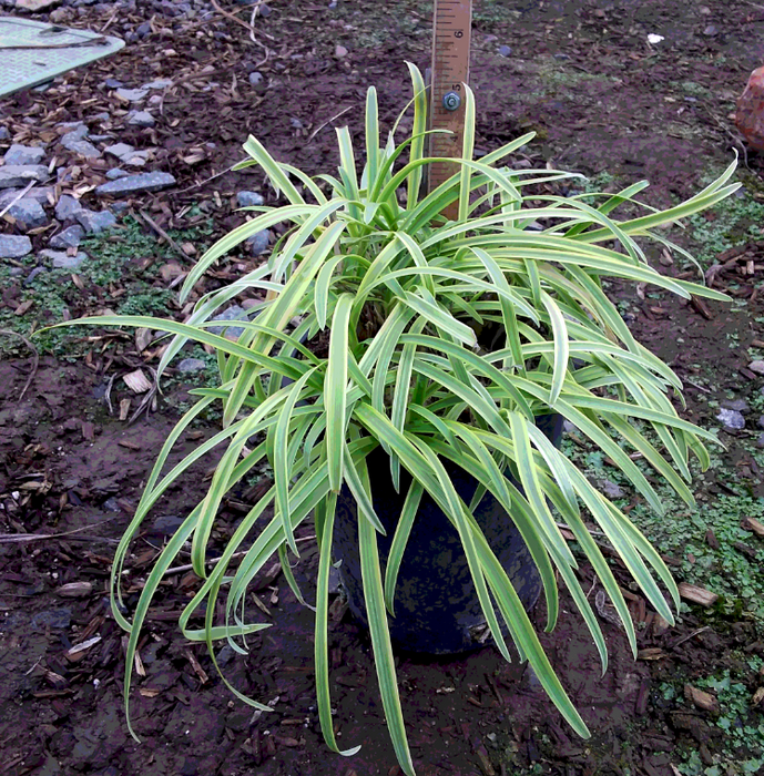 Neverland Lily of the Nile (Agapanthus 'Neverland')