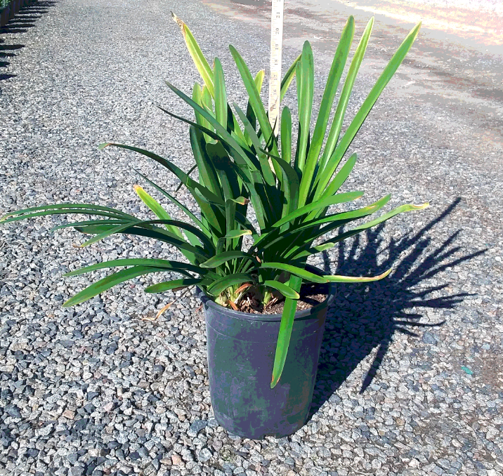 White Lily of the Nile (Agapanthus africanus)