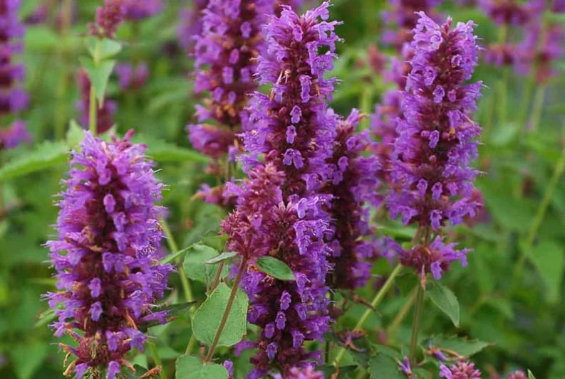 Blue Boa Hyssop