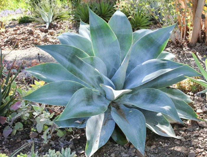 Boutin Blue Agave