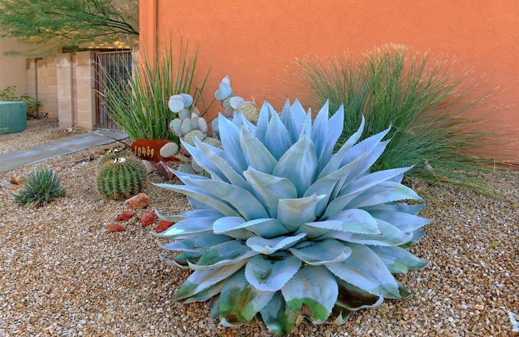 Whale's Tongue Agave