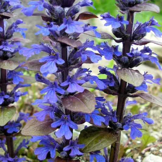 Bronze Beauty Bugleweed