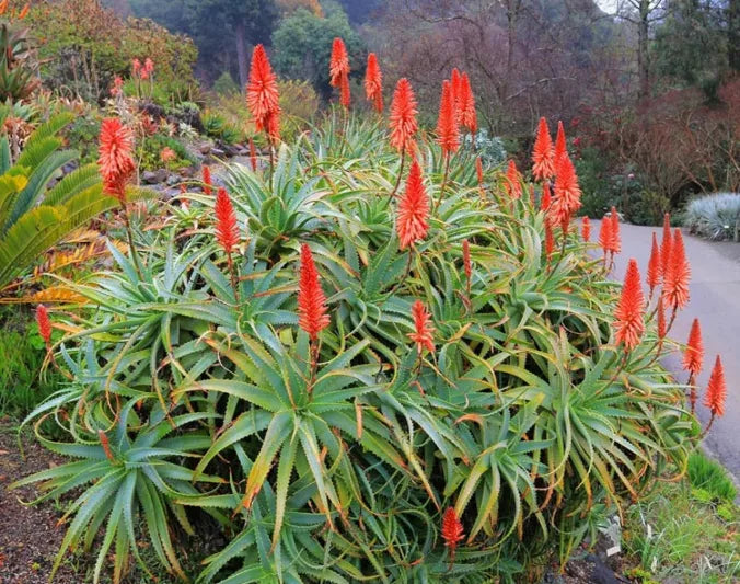 Torch Aloe (Aloe arborescens)