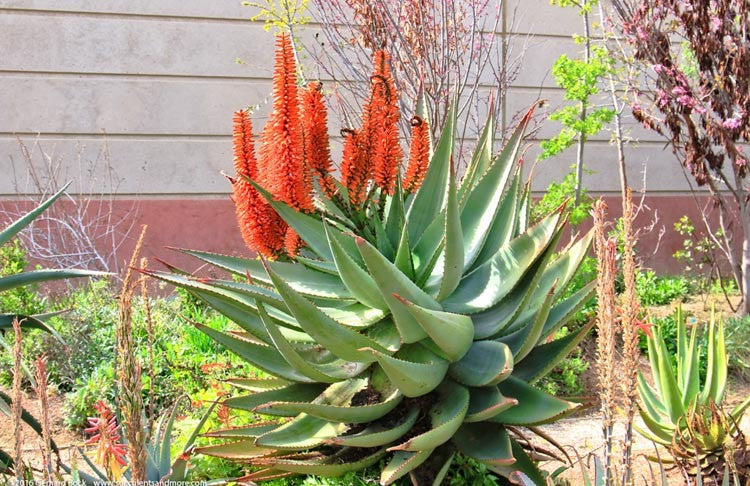 Cape Aloe (Aloe ferox)