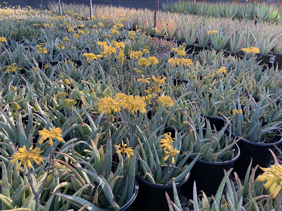 Sudan Aloe (Aloe sinkatana)