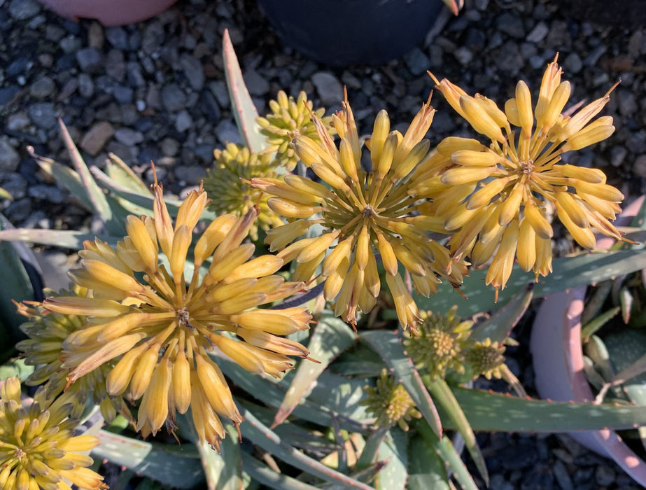 Sudan Aloe (Aloe sinkatana)