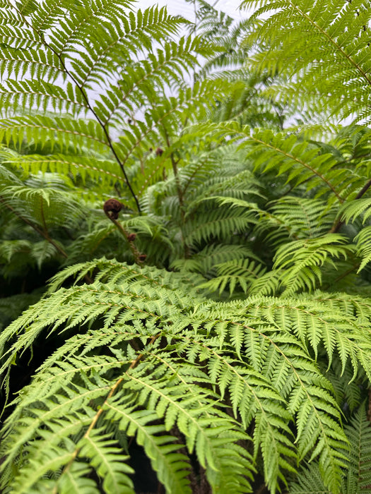 Australian Tree Fern