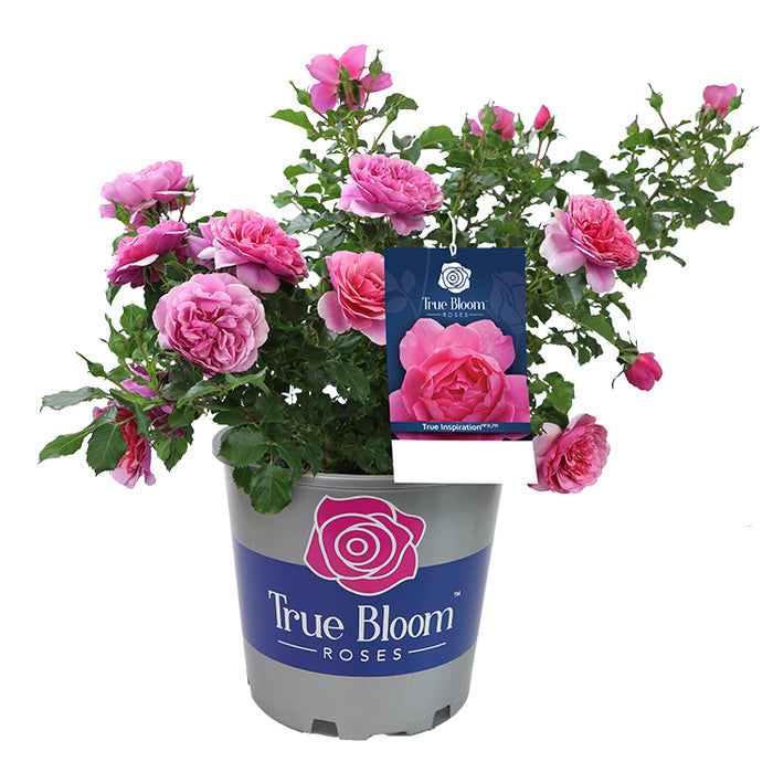 True Bloom™ True Inspiration Hybrid Tea Rose