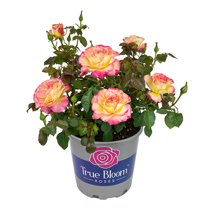 True Bloom™ True Sincerity Floribunda Rose