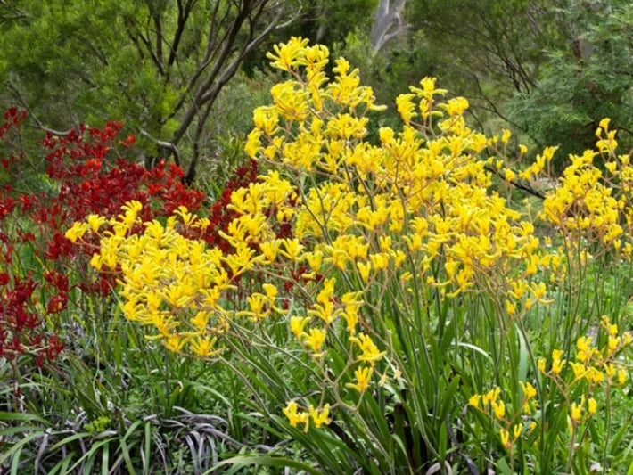 Yellow Kangaroo Paw