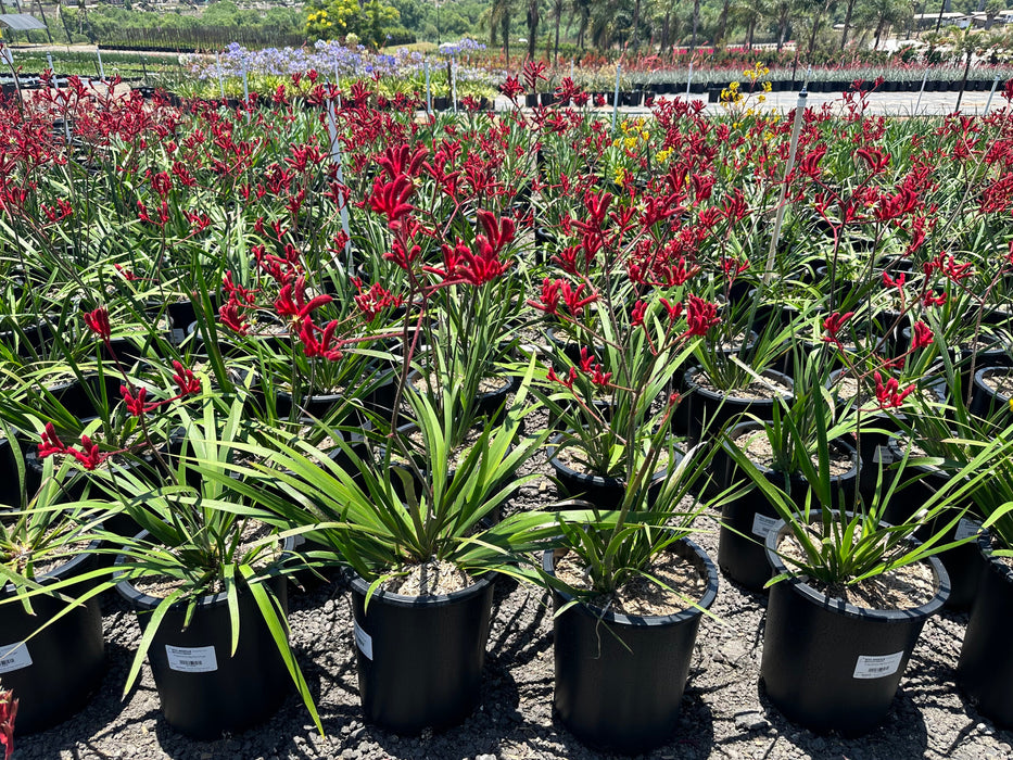 Big Red Kangaroo Paw