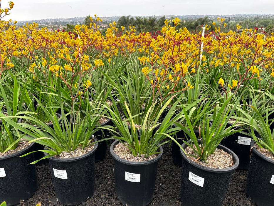 Yellow Gem Kangaroo Paw