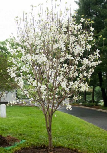 White Flowering Dogwood