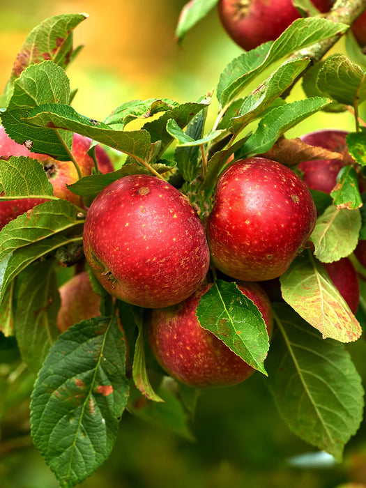 Liberty Apple Tree