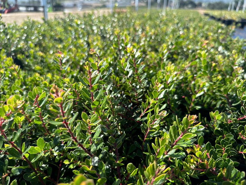 Emerald Carpet Manzanita