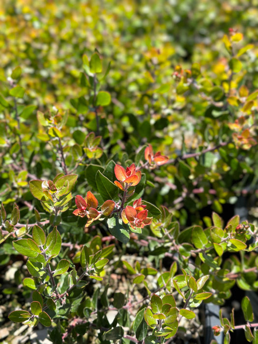 Sunset Manzanita