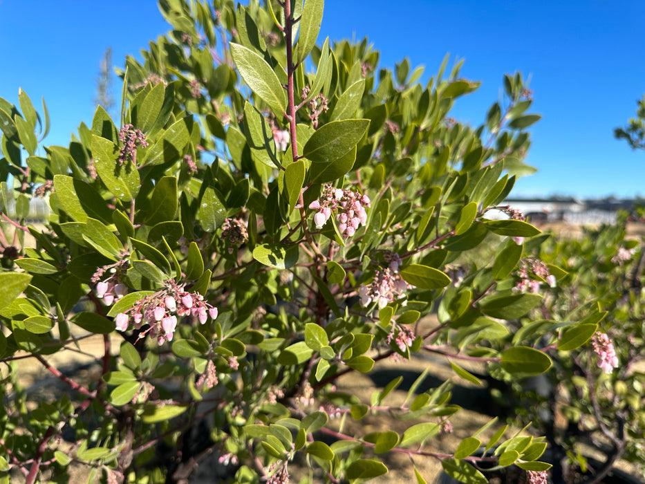 Louis Edmunds Manzanita