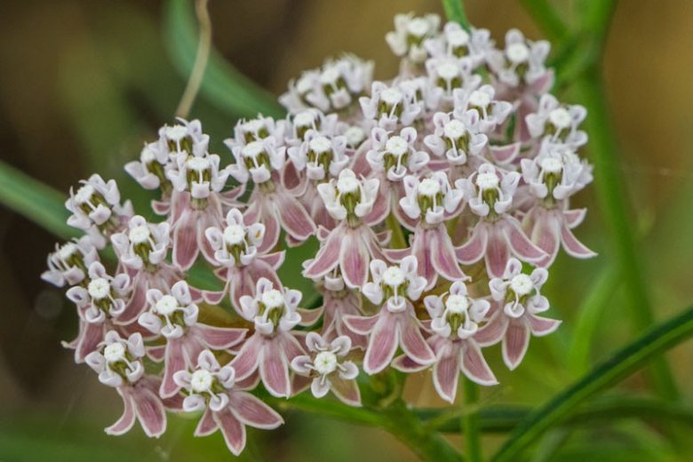 California Narrowleaf Milkweed