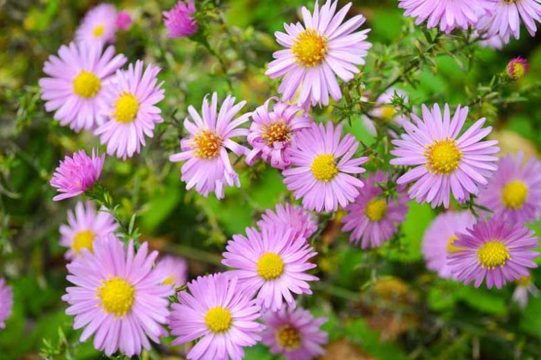 Wood's Pink Aster