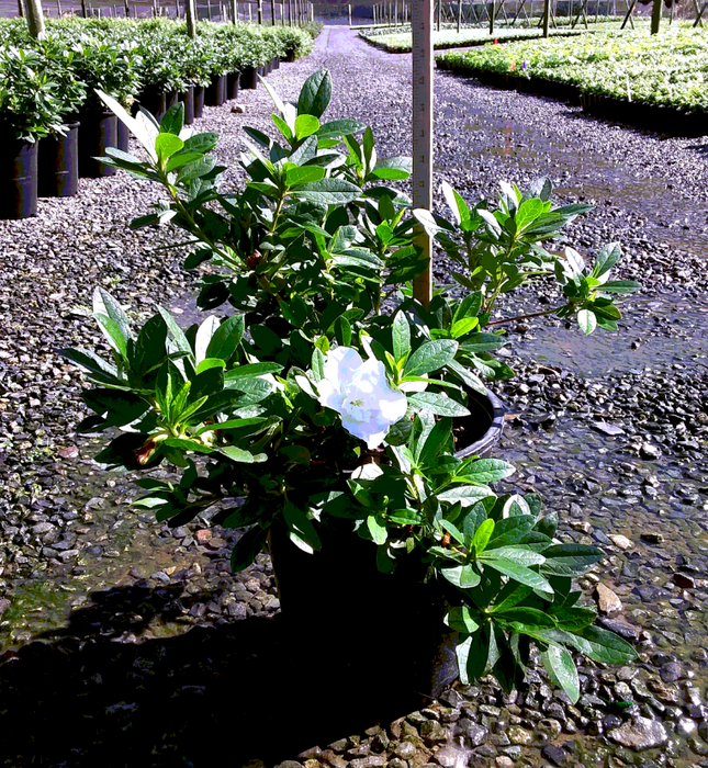 Alaska Azalea (White Azalea)