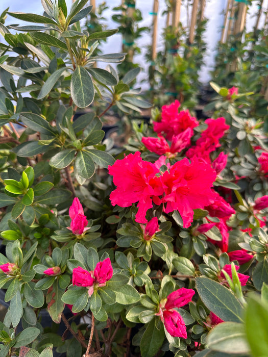 Red Bird Azalea