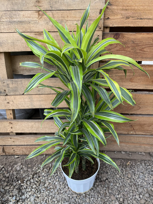 Green Stripe Dracaena