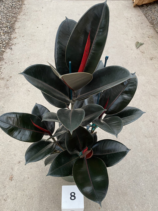 Burgundy Rubber Tree