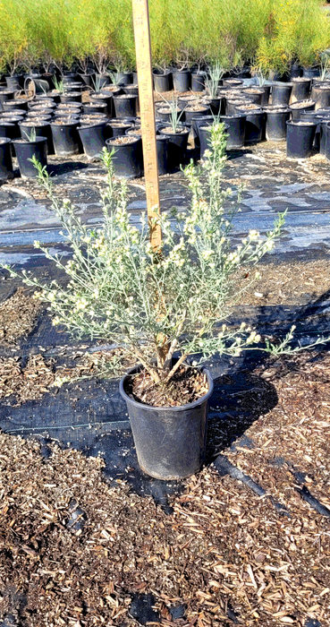 Centennial Desert Broom