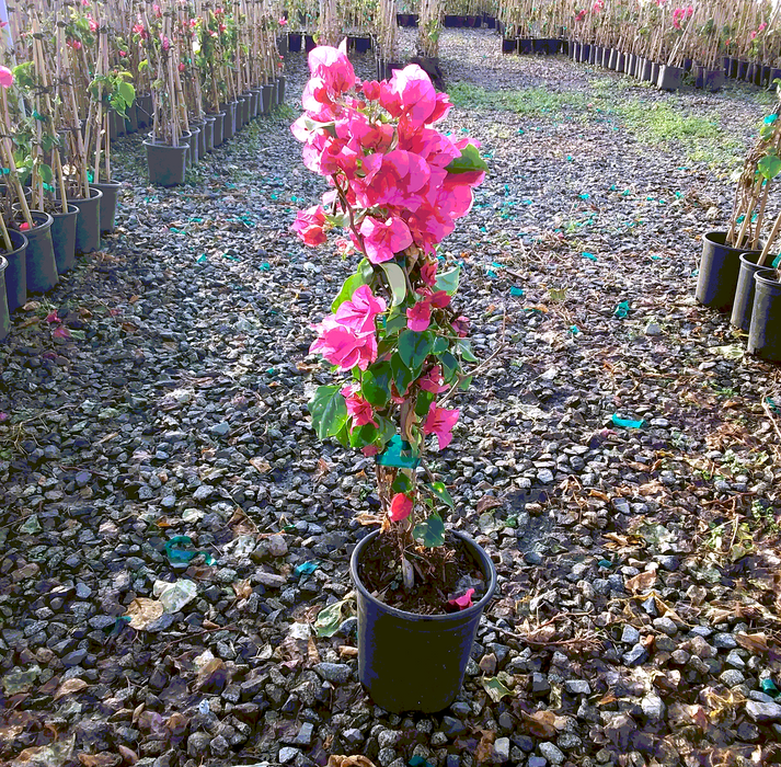 Barbara Karst Bougainvillea