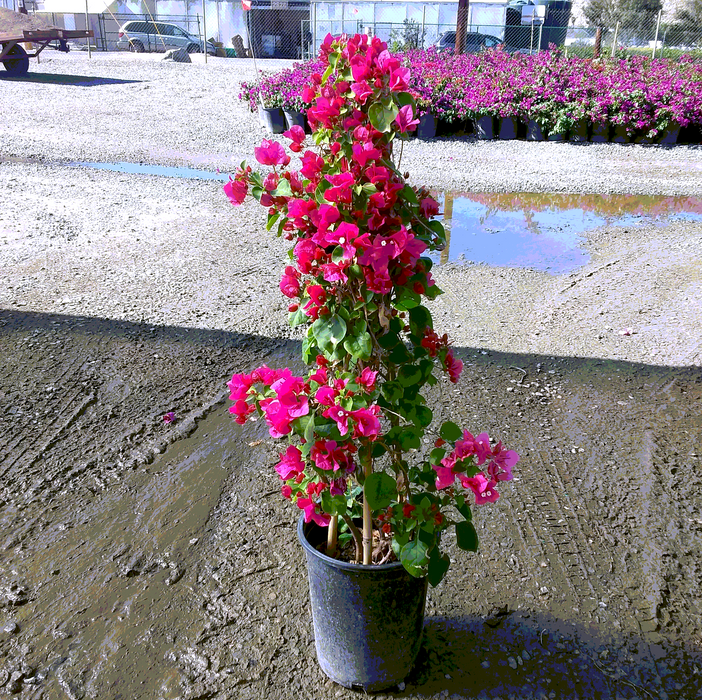 Barbara Karst Bougainvillea