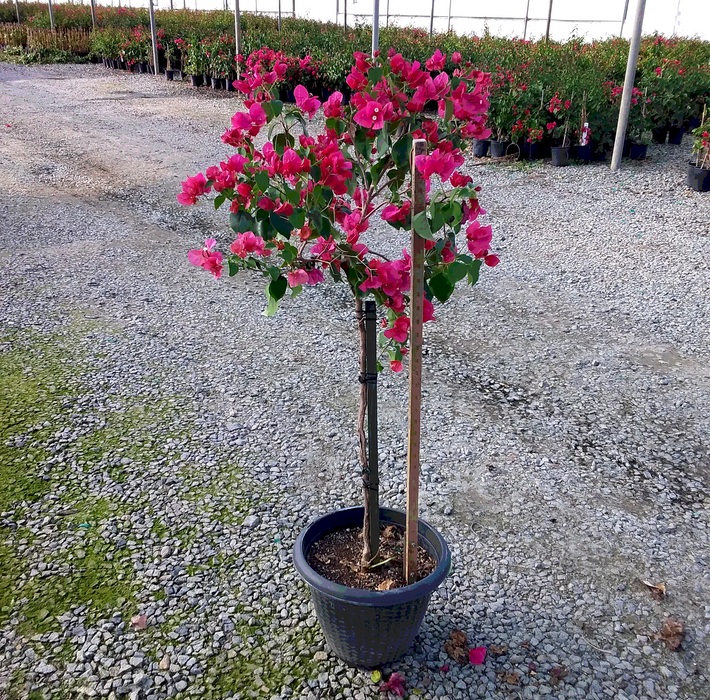 Barbara Karst Bougainvillea