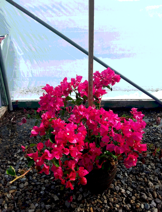 Barbara Karst Bougainvillea