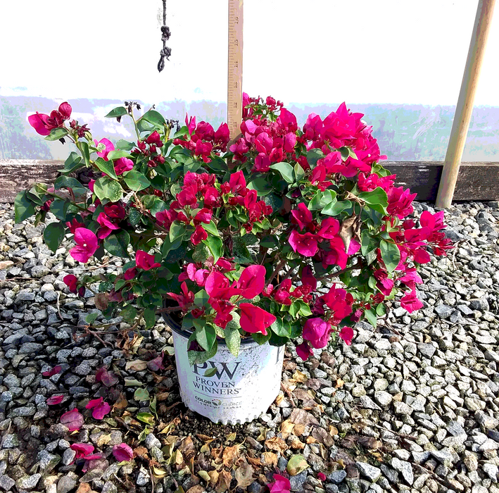 BAMBINO™ Claret Red Variegated Bougainvillea