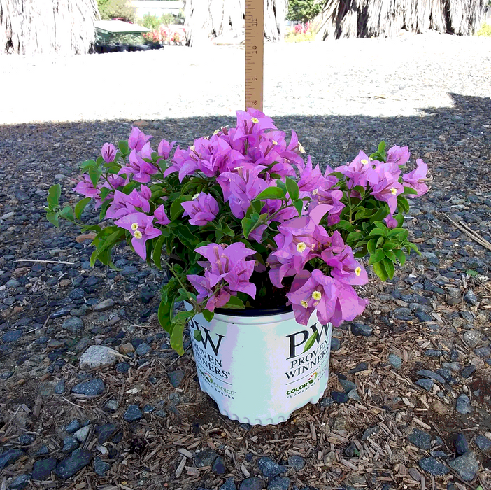 BAMBINO™ Lilac Bougainvillea