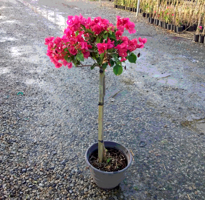 Barbara Karst Bougainvillea