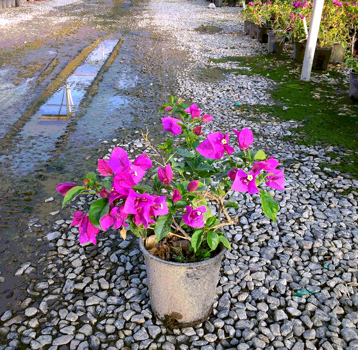 Elizabeth Angus Bougainvillea