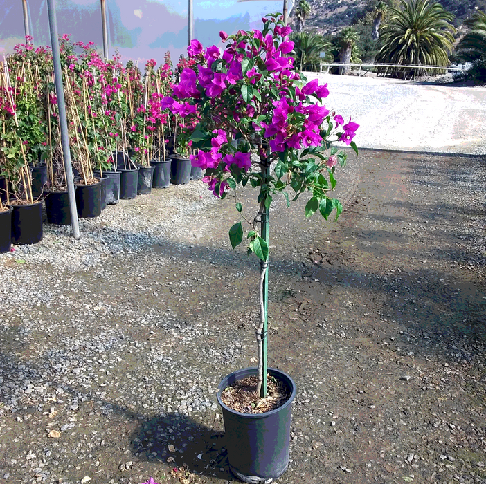 Elizabeth Angus Bougainvillea