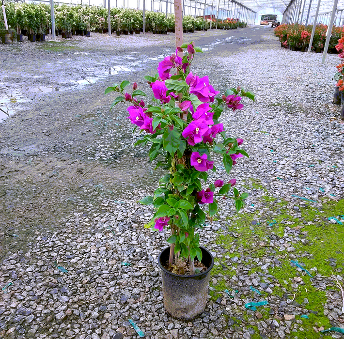 Elizabeth Angus Bougainvillea