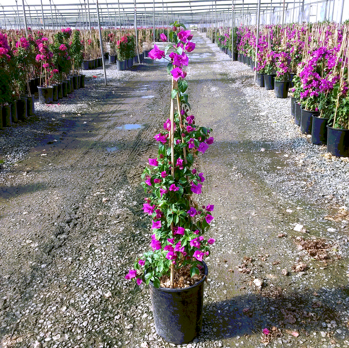 Elizabeth Angus Bougainvillea