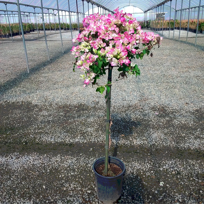 Imperial Thai Delight Bougainvillea