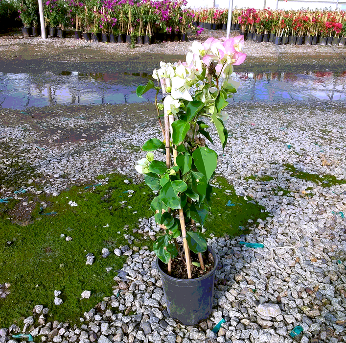 Imperial Thai Delight Bougainvillea