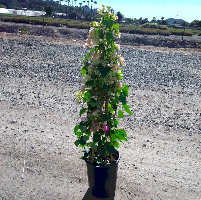 Imperial Thai Delight Bougainvillea