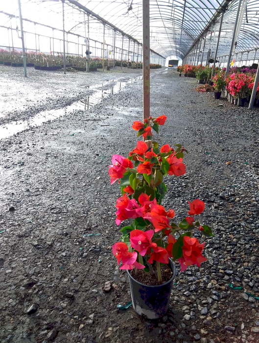 James Walker Bougainvillea