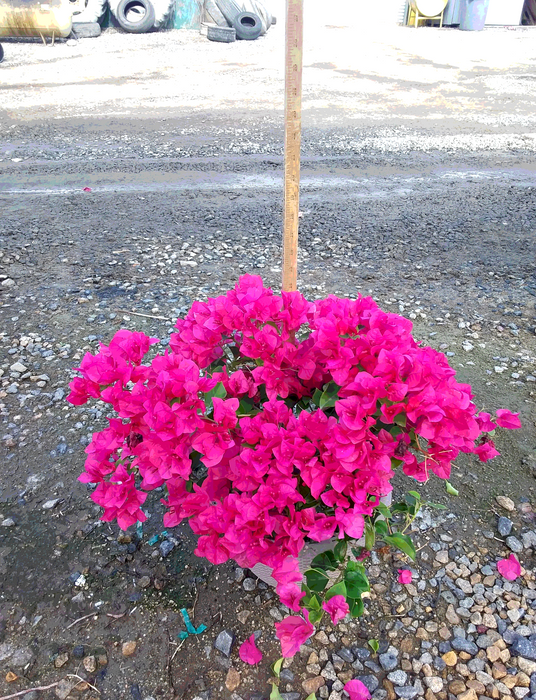 La Jolla Bougainvillea