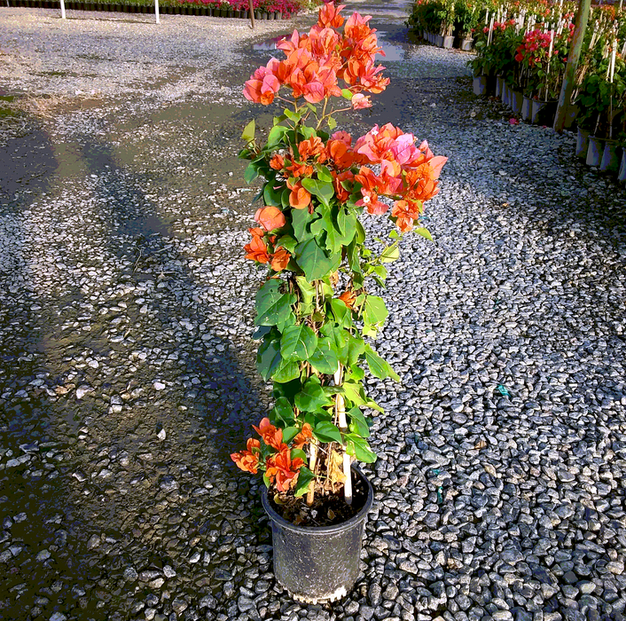 Orange King Bougainvillea