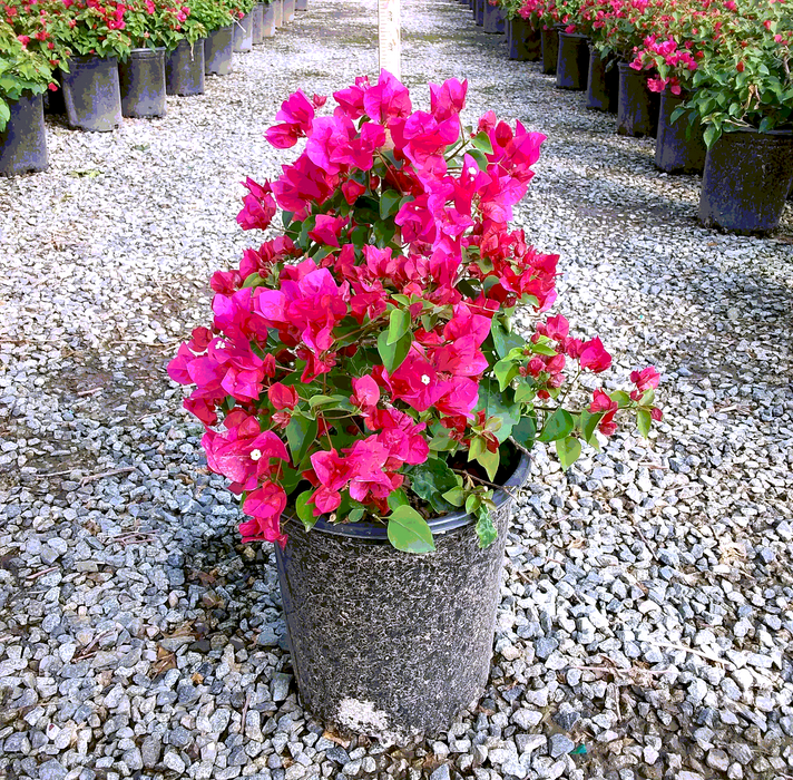 La Jolla Bougainvillea